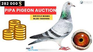 Top PIPA Racing Pigeon Auction 2024: Record-Breaking Breeders & Champions!