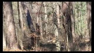 MBEST MBVD Mississippi Bigfoot Video Diaries ( shadow Man )