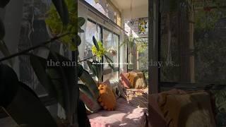 Which do you prefer?  #sunroom #interiorstyling #cozyhome #interiordesigner #houseplants