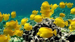 Yellow Tang Fish - Yellow Tang School - Marine Life Documentary