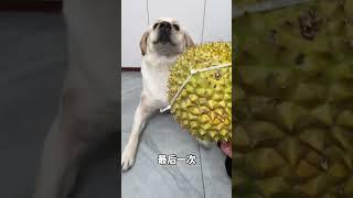 Dog: Are' you sick? Give me the real deal?fast growth plan