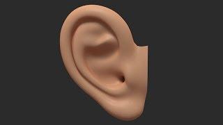 3D Modeling an Ear in 3DS Max