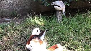 Sifaka Lemurs at Play!