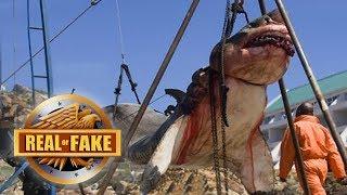 Real or Fake? GIANT MEGALODON CAUGHT & More