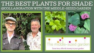 The best plants for shade: a collaboration with The Middle-Sized Garden