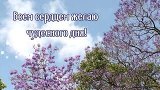 Добрый день Всем сердцем желаю чудесного дня Красивое музыкальное пожелание 