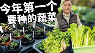 春季耐寒蔬菜种植方法