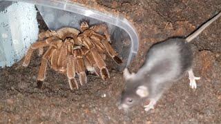 Theraphosa Blondi (Golias) comendo Rato (4K 60fps)