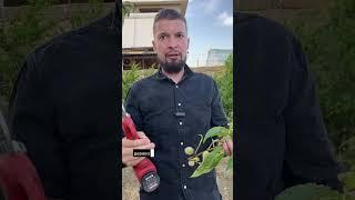 Это спасет ваш персик - сделайте эти простые операции чтобы продлить жизнь деревьям #shorts
