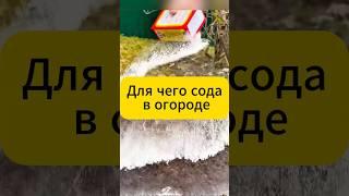 Для чего сода в огороде?! #огород #дача #сад #подкормка #томаты #огурцы #удобрение #вредители #тля