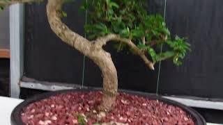 47 Year Old Flowering Fukien Tea Specimen Bonsai Tree - Curved Trunk Style