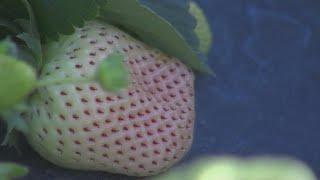 What is a pineberry? White strawberries with a pineapple-meets-peach flavor