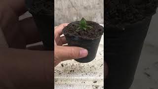 Propagate hibiscus flowers from flower buds