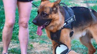 Дрессировка Пауля. Немецкая овчарка. Paul's training. German Shepherd .