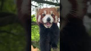 Red Panda Hand feeding