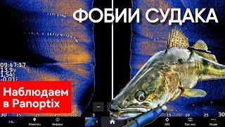 КАК клюёт СУДАК? Боится ли он ЛОДКИ? Паноптикс лайвскоп. Panoptix livescope.