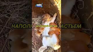 Человек приютил крольчат️ #животные #animals