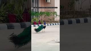 Just roz ki bat just the timepass, beauty of a peacock is just unmatchable #ashortaday #dailyvlog