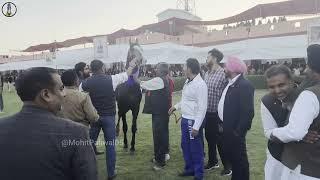 2 TEETH COLT RING || MARWARI HORSE SHOW RANSI GAON 2023 RAJASTHAN ||