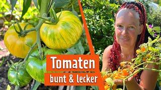 Tomaten in allen Formen und Farben selbst anbauen | MDR Garten