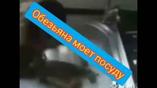 Обезьяна моет посуду, ругается))))самоесмешное лучшее