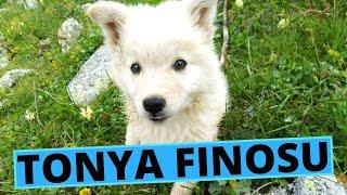 Tonya Finosu Dog Breed - Facts and Information