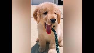 cute dog dp photos/ cute dog dp for whatsapp/beautiful dogs dpz for whatsapp