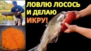 ИКРА - КРАСНОЕ ЗОЛОТО ОТ ПРИРОДЫ К СТОЛУ. РЫБАЛКА В США. КАК ДЕЛАТЬ КРАСНУЮ ИКРУ. КОРОЛЕВСКИЙ ЛОСОСЬ