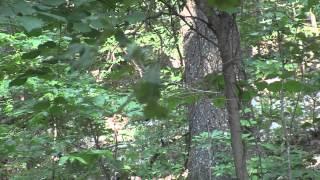 Ike's Outdoors: 2012 Hog Hunt