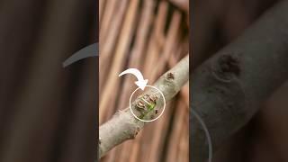 Easy skill grafting techniques, Gardening tips #grafting #shorts #shortsfeed