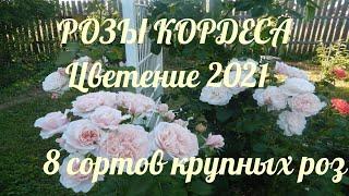 РОЗЫ КОРДЕСА.8 сортов крупных роз.Часть 1.