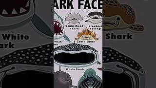 types of sharks faces ️