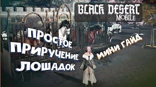 Black Desert Mobile Мини  Гайд, Как приручить Лошадь