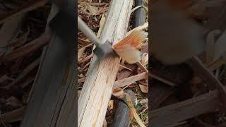 Hand-Scraping Cedar Bark Process!