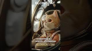 Memes Evolved Welcome to the World of ElonXCat