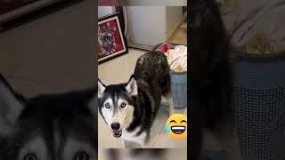 Animals Funny Videos