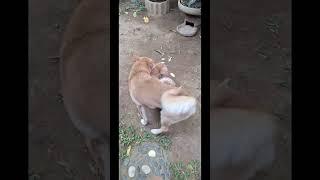 # Cookie and mocha play | Dion Gonzales