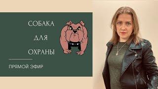 Собака для охраны || Как из собаки воспитать охранника?