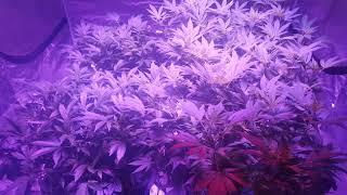 Kind xl750 soil balance pro npk grow first go !