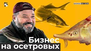 Альбиносы стерлядки. Осетровый бизнес: сколько требует вложений?  Когда окупится и какой даст доход?