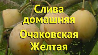 Слива домашняя Очаковская Желтая. Краткий обзор, описание характеристик prunus sp. Очаковская Желтая