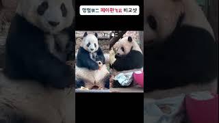 멍얼 페이윈 비교샷 #판다짤 #panda #명이 #MengEr #비운 #FeiYun