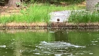 Всем спасибо,всем до свиданья! Стоимость содержания пруда.