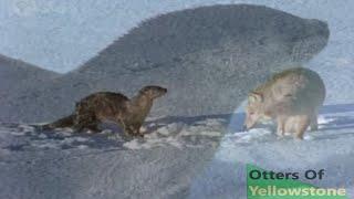 Otters Of Yellowstone (Nature Documentary)