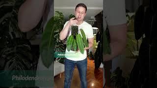 10 sexy houseplants! Check out the full video ⬆️ #mosspole