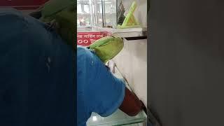 parrot biting wood.