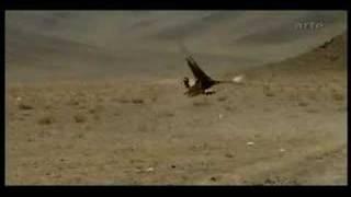 golden eagle killing fox