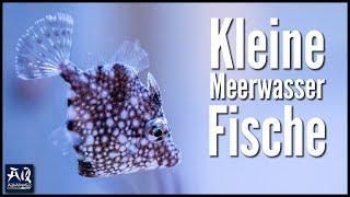 Nano Fische für kleines Meerwasseraquarium | AquaOwner