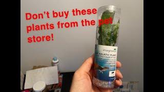 Petco and Petsmart Plants; Which plant should you buy