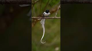 #viral #video #viralvideo #latte #nature #redbelliedwoodpecker #travel #whitebird #redrob